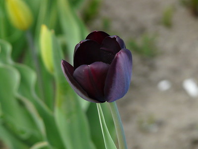  Black tulp, tulip