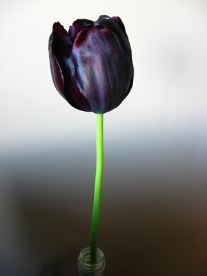  Black cây uất kim hương, tulip