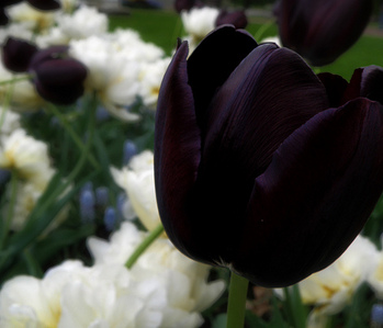  Black tulipe, tulip