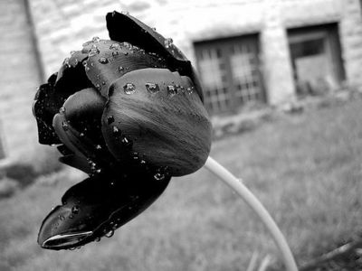  Black bunga tulp, tulip