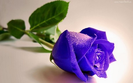  Blue Rose