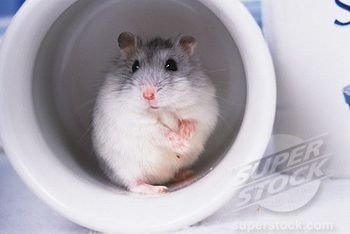  Djungarian chuột đồng, hamster