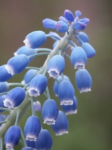  グレープ, ブドウ Hyacinth [Muscari]