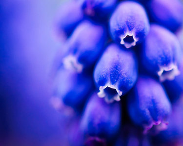  अंगूर Hyacinth [Muscari]