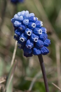  अंगूर Hyacinth [Muscari]