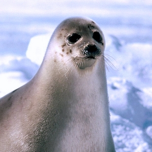  Harp zeehond, seal