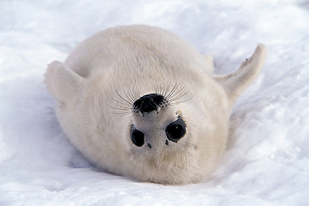  Harp zeehond, seal