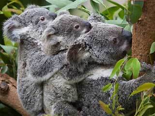  Koala
