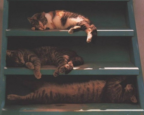  Sleeping gatos