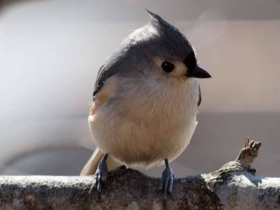  Tufted Titmouse
