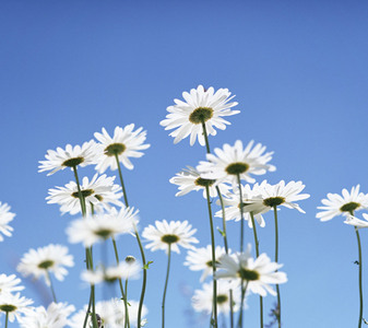  White bunga aster, daisy