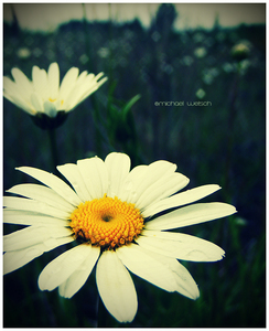  White bunga aster, daisy