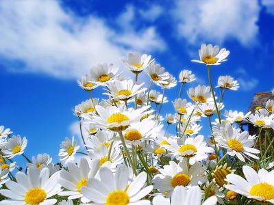  White daisy