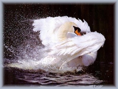  White лебедь