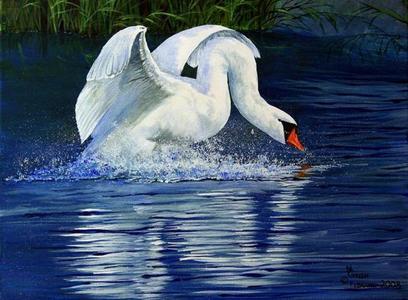  White swan