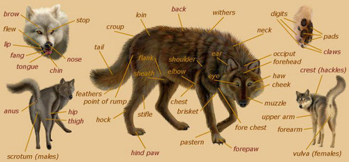  بھیڑیا anatomy