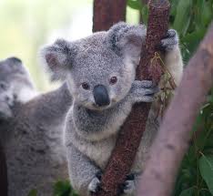  Extremely cute koala bear!!