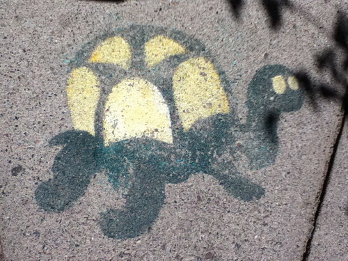 Turtle Pics :)