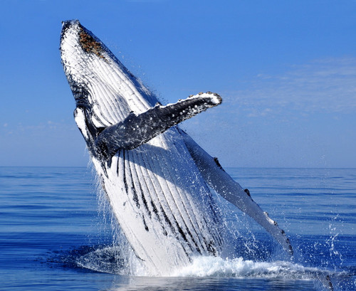  ikan paus, paus Breach oleh David Ashley