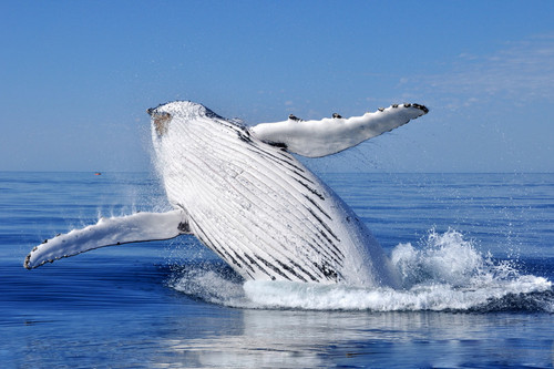  鲸, 鲸鱼 Breach 由 David Ashley