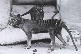  Tasmanian Tiger 늑대