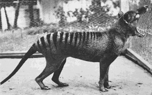  Tasmanian Tiger lobo