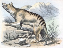 Tasmanian Tiger Wolf