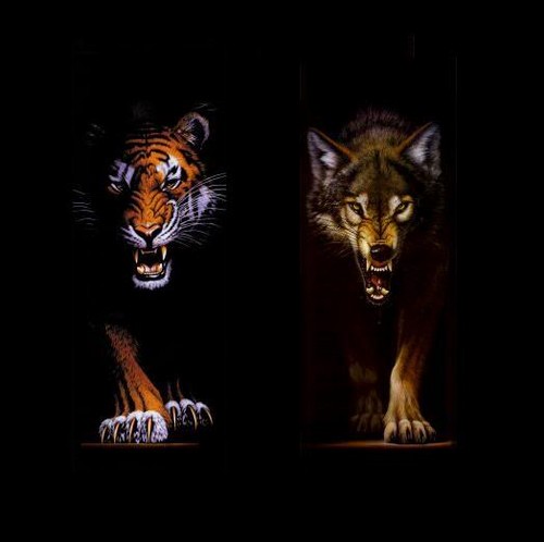  serigala VS Tiger