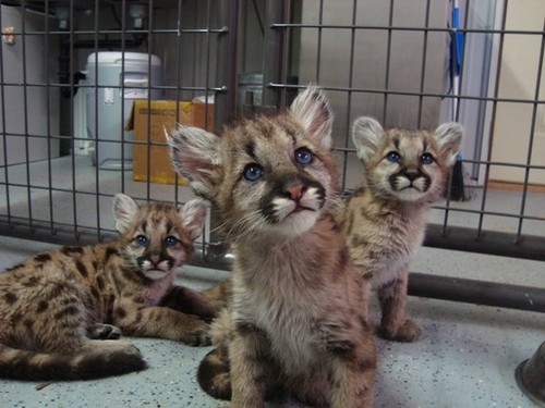  cougar cubs