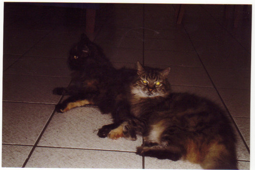 My 2 cats