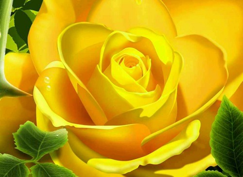  Yellow rose