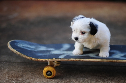  কুকুরছানা on a skateboard