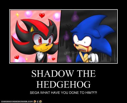  0_0 Uh.... I think Shadow bumped his head this morning!