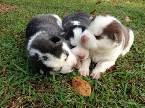  Adorable Husky cachorritos