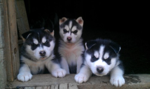 Cute Husky Puppies <3