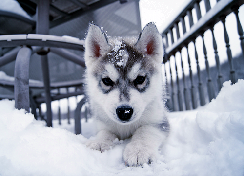  Cute Husky chó con <3