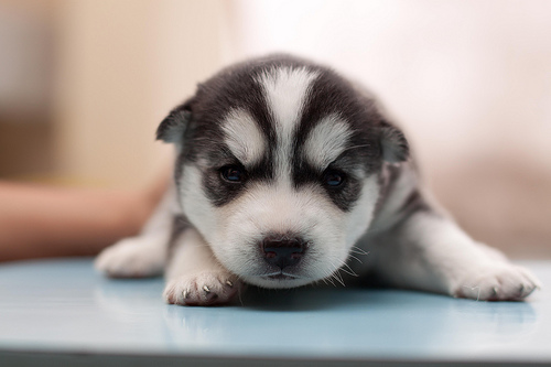  Cute Husky chó con <3