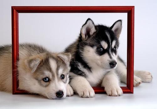  Cute Husky cachorritos <3