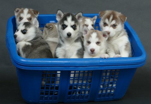  Husky Puppies <3