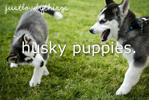  Husky Puppies <3