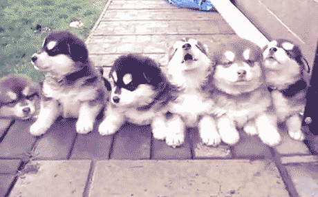  Husky Puppies!