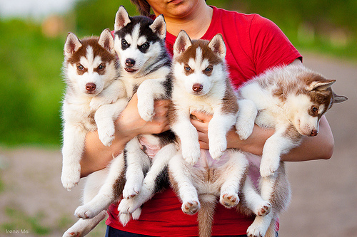  Husky Puppies!