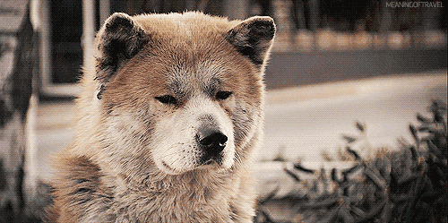 Old Hachi - Gif