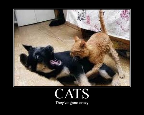  THE CATS...