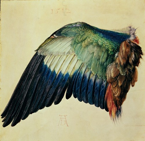  Wing of a Blue Roller - Albrecht Dürer, 1512
