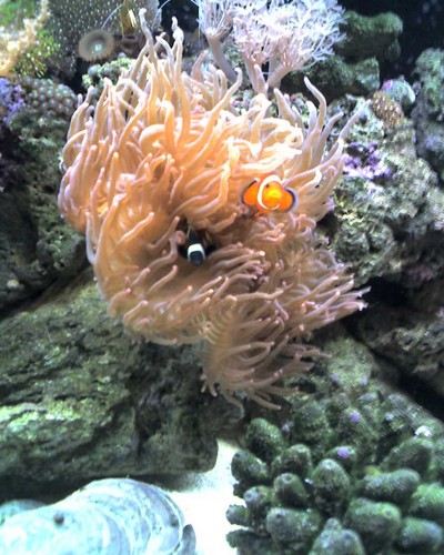  Anenomae and Clownfish