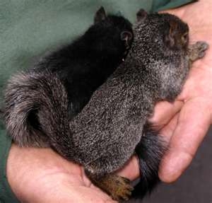  some of the baby squirrels