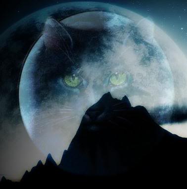  Hollyleaf in the moon
