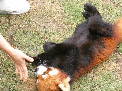  Red 熊猫 in Ocean Park Hong Kong