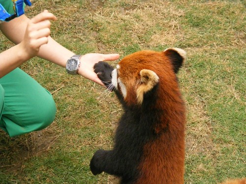  Red पांडा in Ocean Park Hong Kong